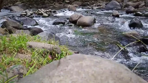 Clear Mountain Stream Flowing Over Rocks in Natural Forest Stock Footage 312648489