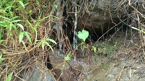 Clear Mountain Stream Flowing Over Rocks in Tropical Forest Stock Footage 330591023