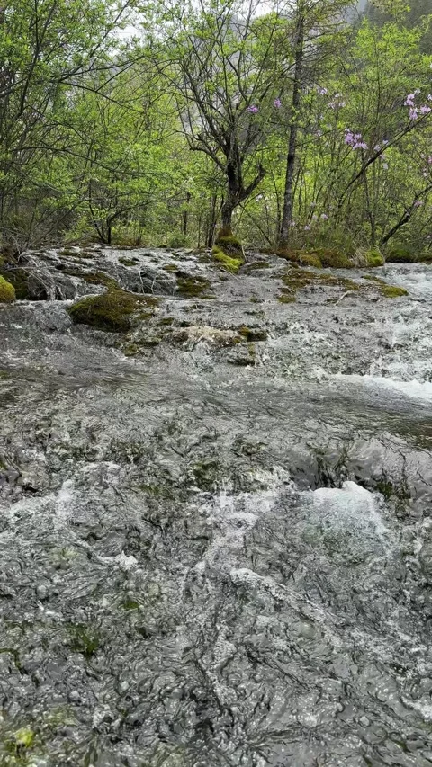 Clear Mountain Stream Flowing Over Mossy Rocks Through Green Forest Jiuzhaigou Stock Footage 338373322