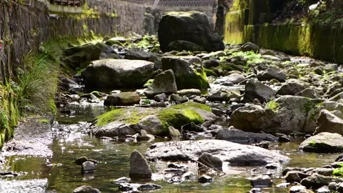 Clear Mountain Stream Flowing Over Mossy Rocks in Forest Stock Footage 340303107