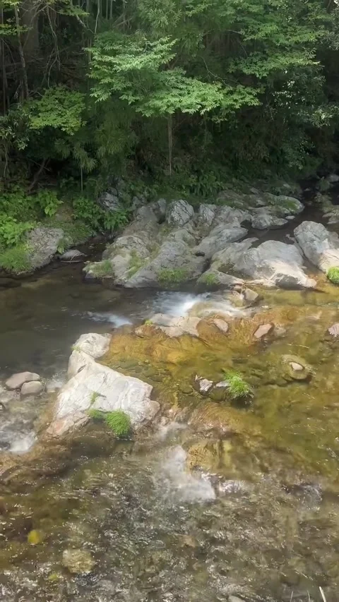 Clear Mountain Stream Flowing Over Mossy Rocks Stock Footage 341267847