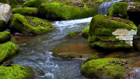 Clear mountain stream flowing over mossy rocks in a peaceful forest setting Stock Footage 341960697