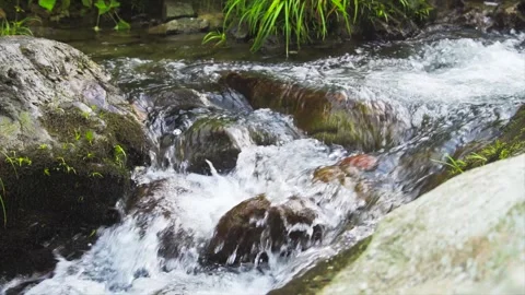 Clear Mountain Stream Flowing Over Mossy Rocks in a Lush Forest Environment Stock Footage 342333437