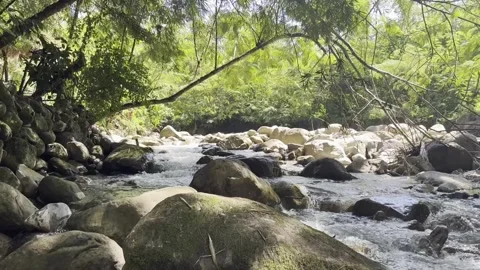 Clear Mountain Stream Flowing Over Boulders Under Tropical Canopy, Wamena Stock Footage 345191407