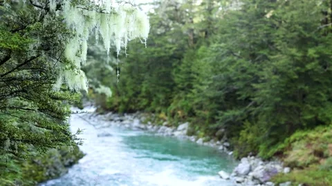 Clear Mountain Stream Flowing Through Lush New Zealand Rainforest Stockbeeldmateriaal 313520974