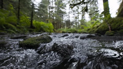 Clear mountain stream flowing through green alaskan forest Stock Footage 328149000