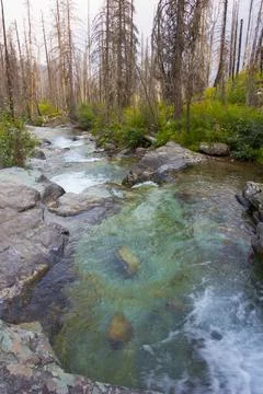 Clear mountain stream flowing through a forested landscape after wildfire r.. Stock Photos