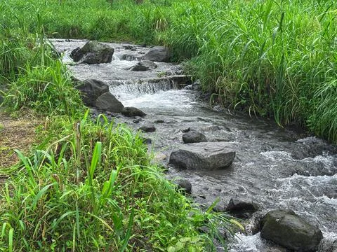 Clear Mountain Stream Flowing Through Lush Green Grass Stock Photos