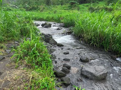 Clear Mountain Stream Flowing Through Lush Green Grass Stock Photos