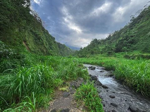Clear Mountain Stream Flowing Through Lush Green Grass Stock Photos