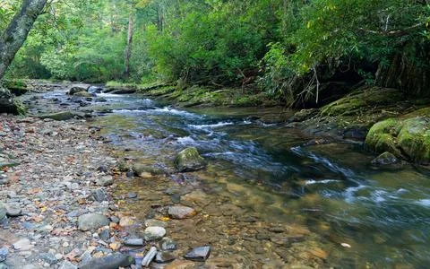 Clear Mountain Stream Flowing Through Lush Green Forest Stock Photos