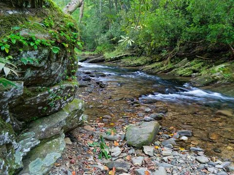 Clear Mountain Stream Flowing Through Lush Green Forest Stock-Fotos