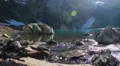Clear mountain stream flows, beautiful lake scenery steadicam HD Footage