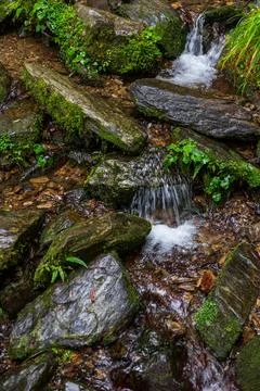 A clear mountain stream flows through the forests of Yilan, passing over mo.. Stock Photos