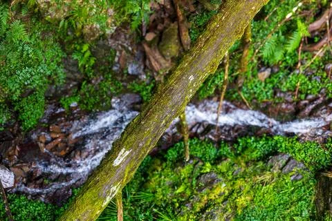 A clear mountain stream flows through the forests of Yilan, passing over mo.. Stock Photos