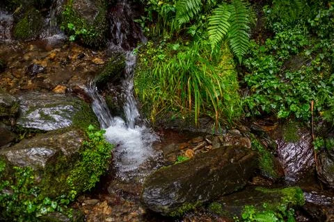 A clear mountain stream flows through the forests of Yilan, passing over mo.. Stock Photos