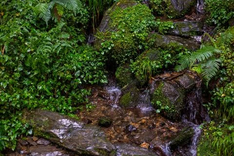 A clear mountain stream flows through the forests of Yilan, passing over mo.. Stock Photos