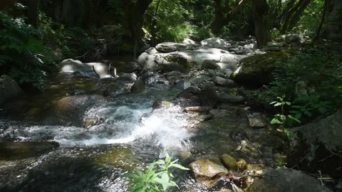 Clear mountain stream Stock Footage 312107733