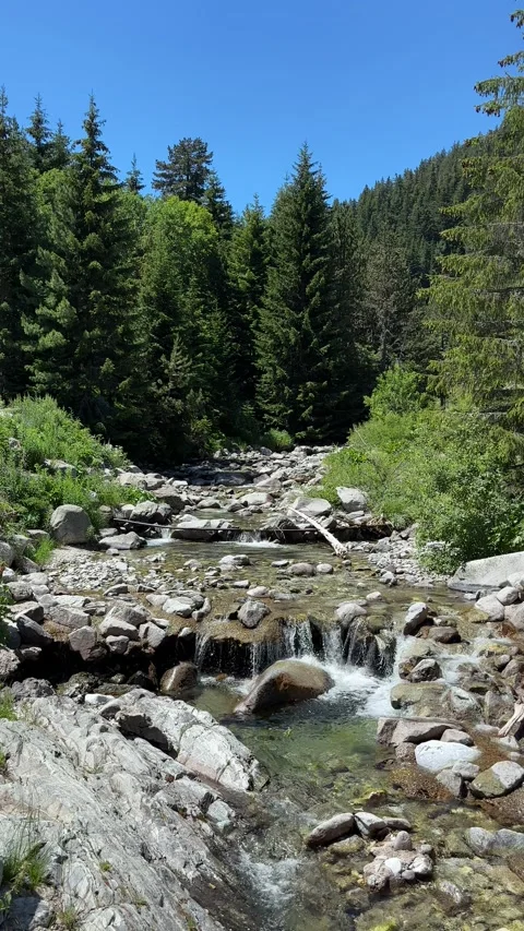 Clear Mountain Stream in Pirin Forest, Bulgaria 스톡 동영상 315770820
