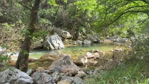 Clear mountain stream with rocks and green forest, natural landscape Stock Footage 333910269