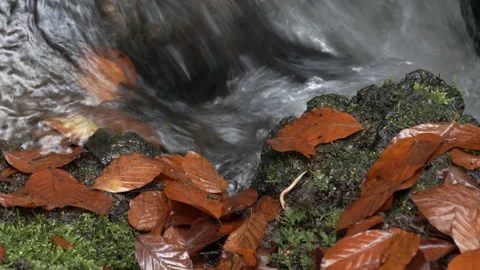 Clear Mountain Stream Running Down In The Autumn Forest Stock Footage 143719153