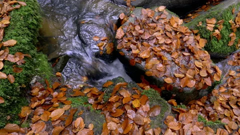 Clear Mountain Stream Running Down In The Autumn Forest Stock Footage 143923834