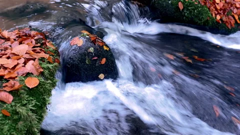 Clear Mountain Stream Running Down In The Autumn Forest Stock Footage