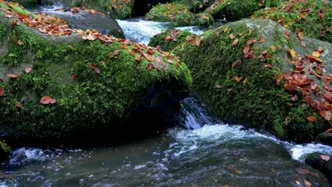 Clear Mountain Stream Running Down In The Autumn Forest Stock Footage 144056710