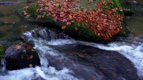 Clear Mountain Stream Running Down In The Autumn Forest Stock Footage 144056764