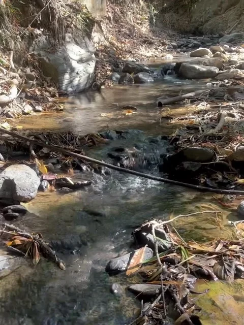 Clear Mountain Stream with Rustic Wooden Bridge in Forest Vídeos de archivo 341267364