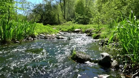 Clear Mountain Stream in Summer Stock Footage 148768817