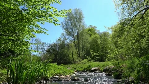 Clear Mountain Stream with Trees in Summer Stock Footage 148764416
