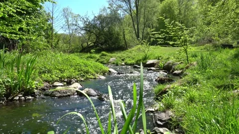Clear Mountain Stream with Trees in Summertime Stock Footage 148766825