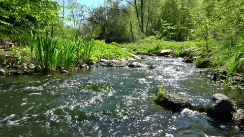 Clear Mountain Stream with Trees in Summertime Stock Footage 151532559