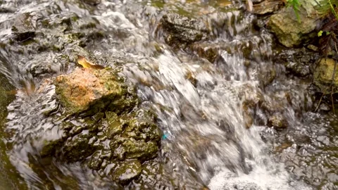 Clear mountain stream water flowing over mossy rocks in a natural forest Video stock 341999626