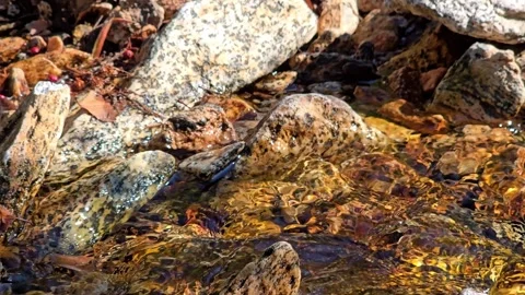 Clear mountain stream water flowing through colorful stones Stock Footage 343735015