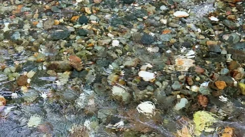 Clear mountain stream water gently flowing over colorful riverbed stones Stock-Footage 309516886