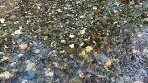 Clear mountain stream water gently flowing over colorful riverbed stones slom Stock-Footage 309516989