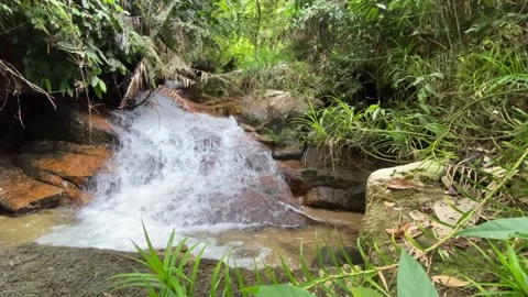 Clear mountain water flows over rocks surrounded by lush tropical plants Stock Footage 319661481