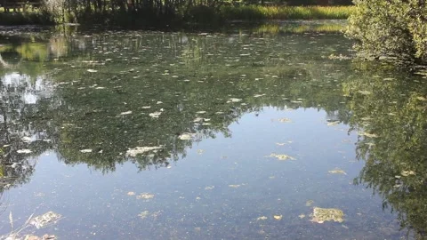 Clear Natural Spring Water in Forest Lagoon Showing Submerged Vegetation Stock Footage 340667006