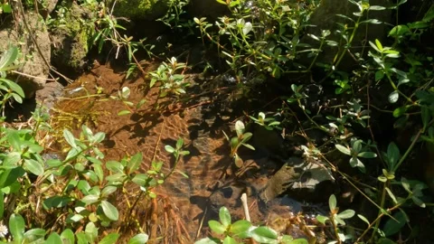 Clear natural spring with wild grass Stock Footage 319811586