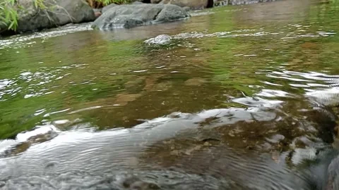 Clear Natural Stream Flowing in Forest Landscape Stock Footage 330519284