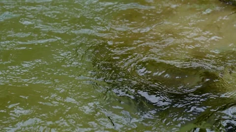 Clear natural stream water flowing over riverbed stones in a forest environment Stock Footage 342310415