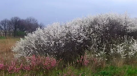 Clear nature in spring Stock Footage 41103943