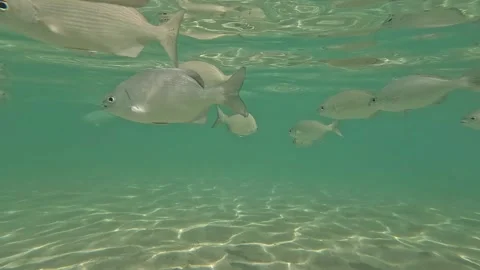 Clear Ocean Waters Hosting a School of Fish in Afternoon Sunlight 動画素材 278495021