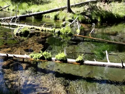 Clear Oregon spring water Stock Footage 40519071