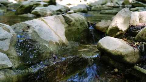Clear parched Mountain Stream flows rapidly passing rocks covered with green Stock Footage 139052992
