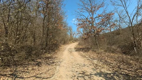 Clear path winds through dry, leafless trees. Mount Rtanj Area, Serbia Vidéo 331279804