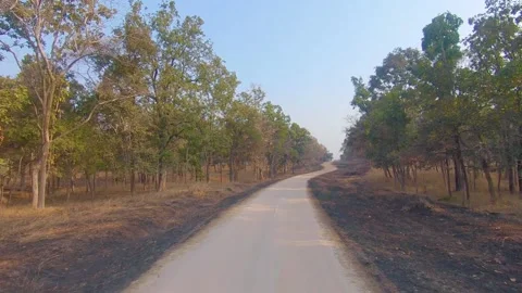 Clear pathways in the jungles of Pench, Madhya Pradesh Stock Footage 151765178
