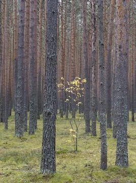 Clear pine autumn forest on a cloudy day. Stock Photos